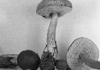 Boletus longicurvipes image