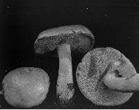 Boletus longicurvipes image