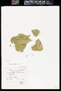 Puccinia mikanifolia image