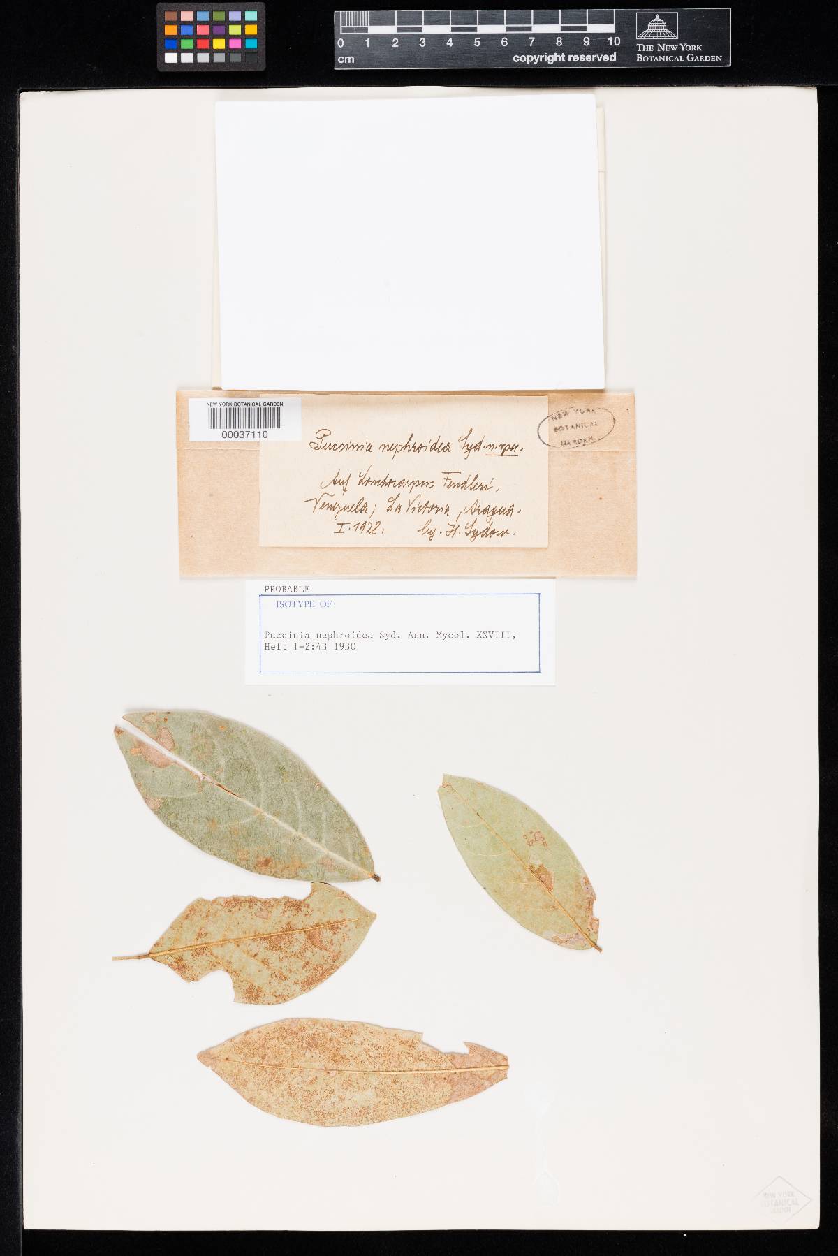 Puccinia nephroidea image