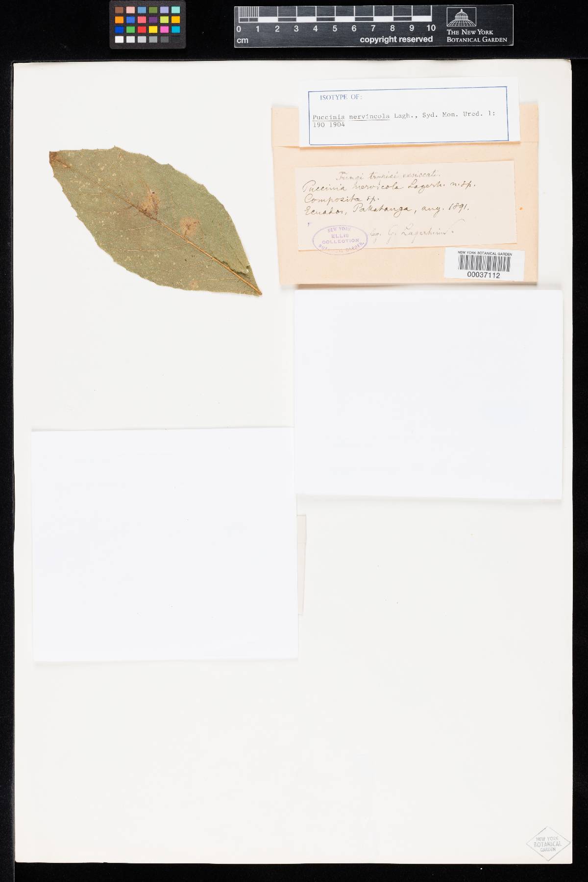 Puccinia nervincola image