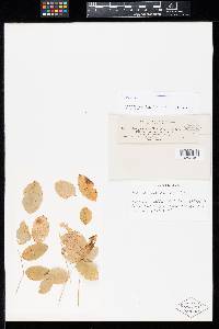 Puccinia nissoliae image