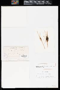 Puccinia notabilis image