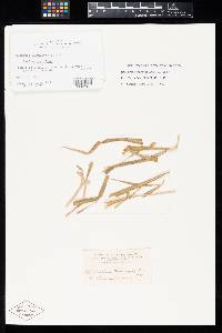 Puccinia oahuensis image
