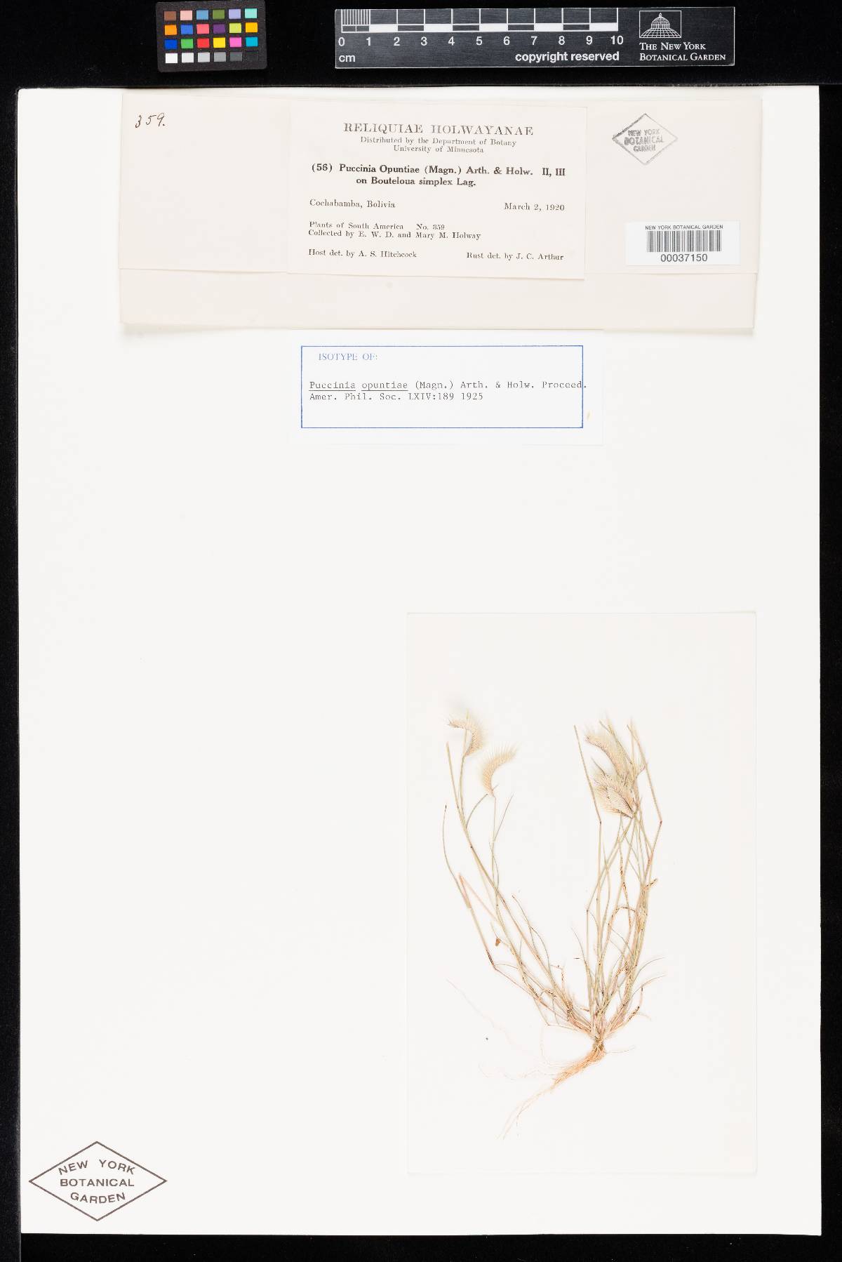 Puccinia opuntiae image