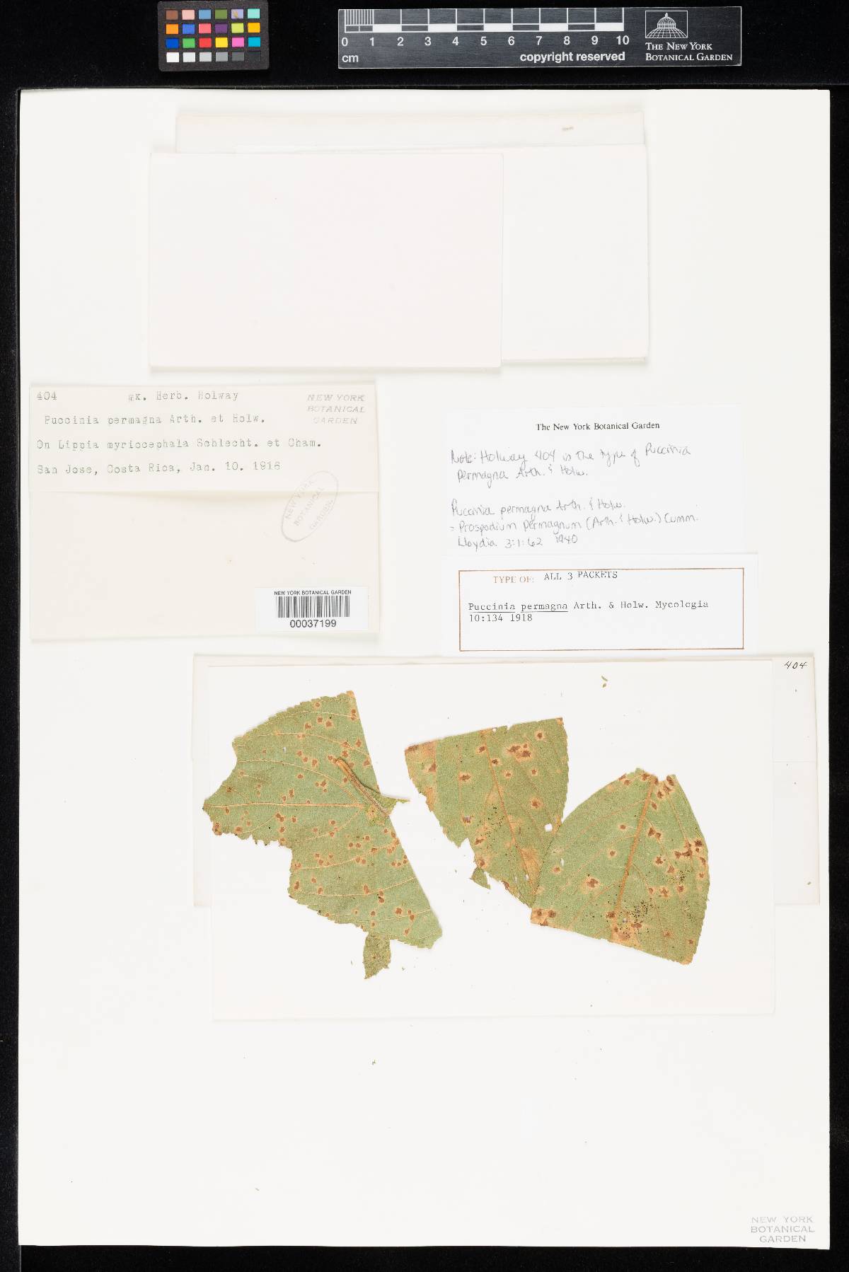 Porotenus image