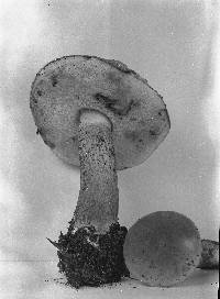 Tylopilus felleus image