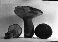 Tylopilus indecisus image