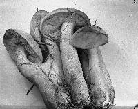 Tylopilus plumbeoviolaceus image