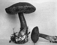 Tylopilus sordidus image