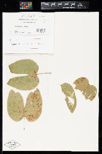 Uromyces bauhinicola image
