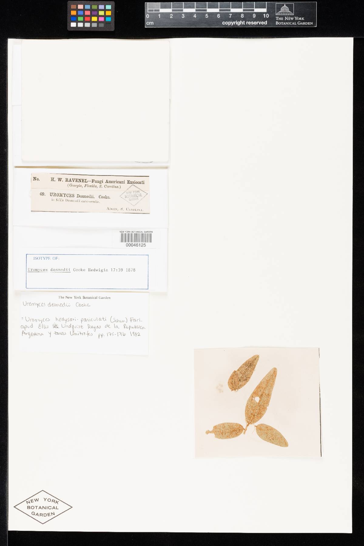 Uromyces desmodii image