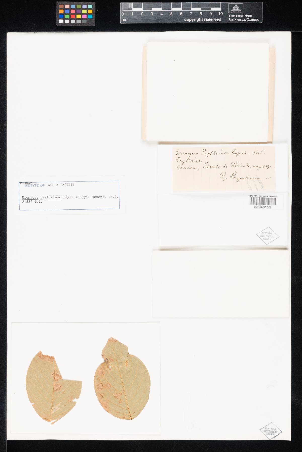 Uromyces erythrinae image