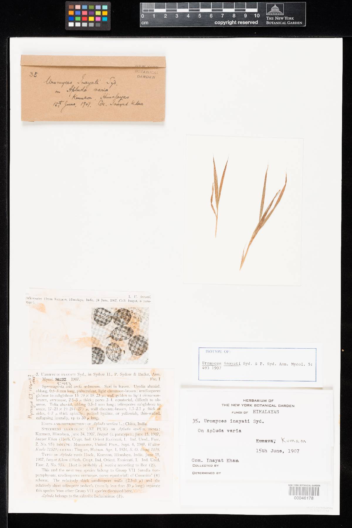 Uromyces inayati image