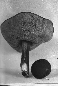 Xanthoconium affine image