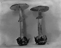 Amanita porphyria image