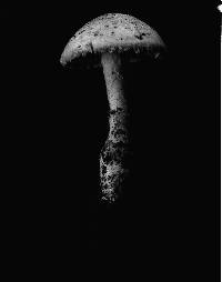 Amanita rhopalopus image