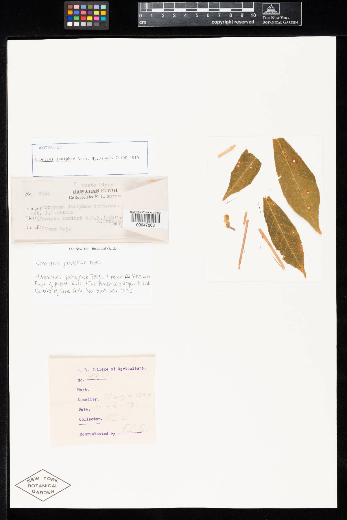 Uromyces janiphae image