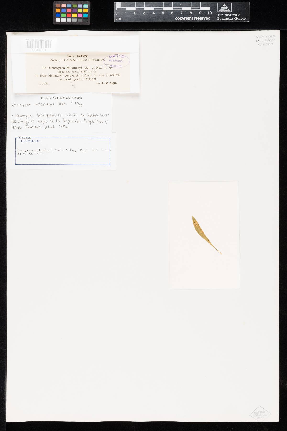 Uromyces melandryi image