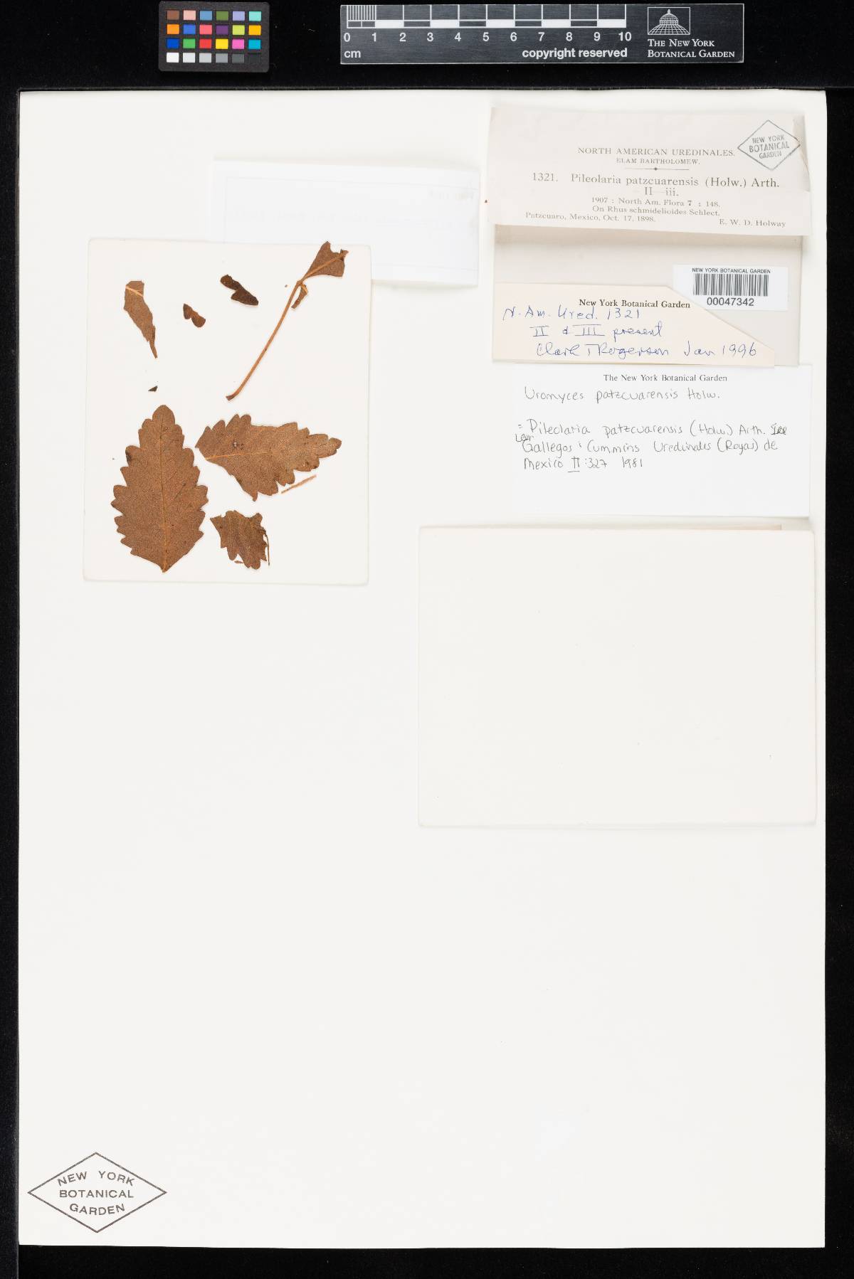 Uromyces patzcuarensis image