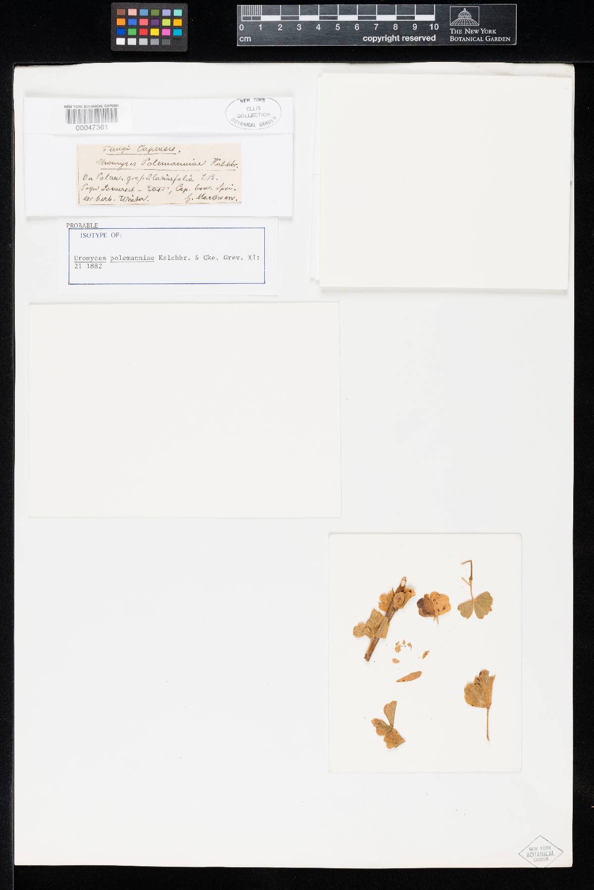 Uromyces polemanniae image