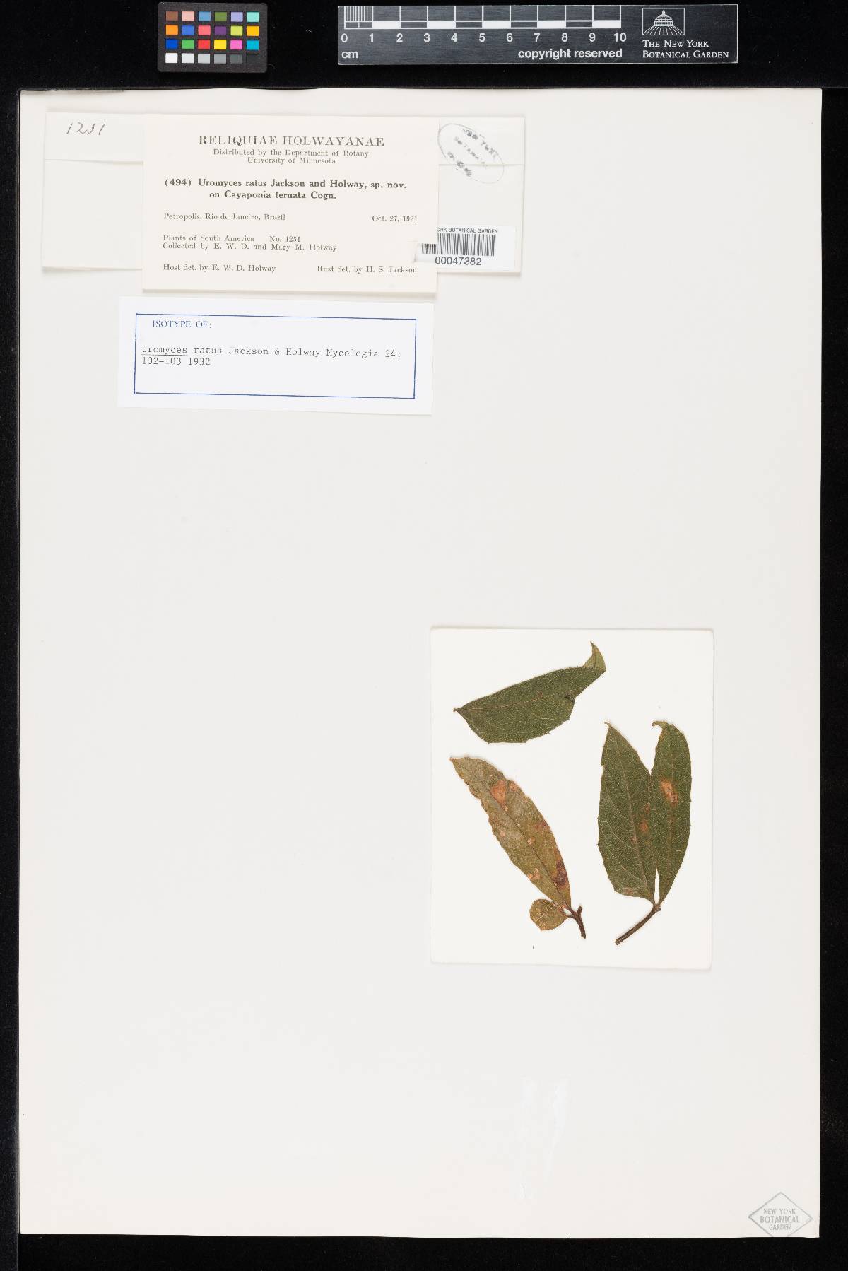 Uromyces ratus image