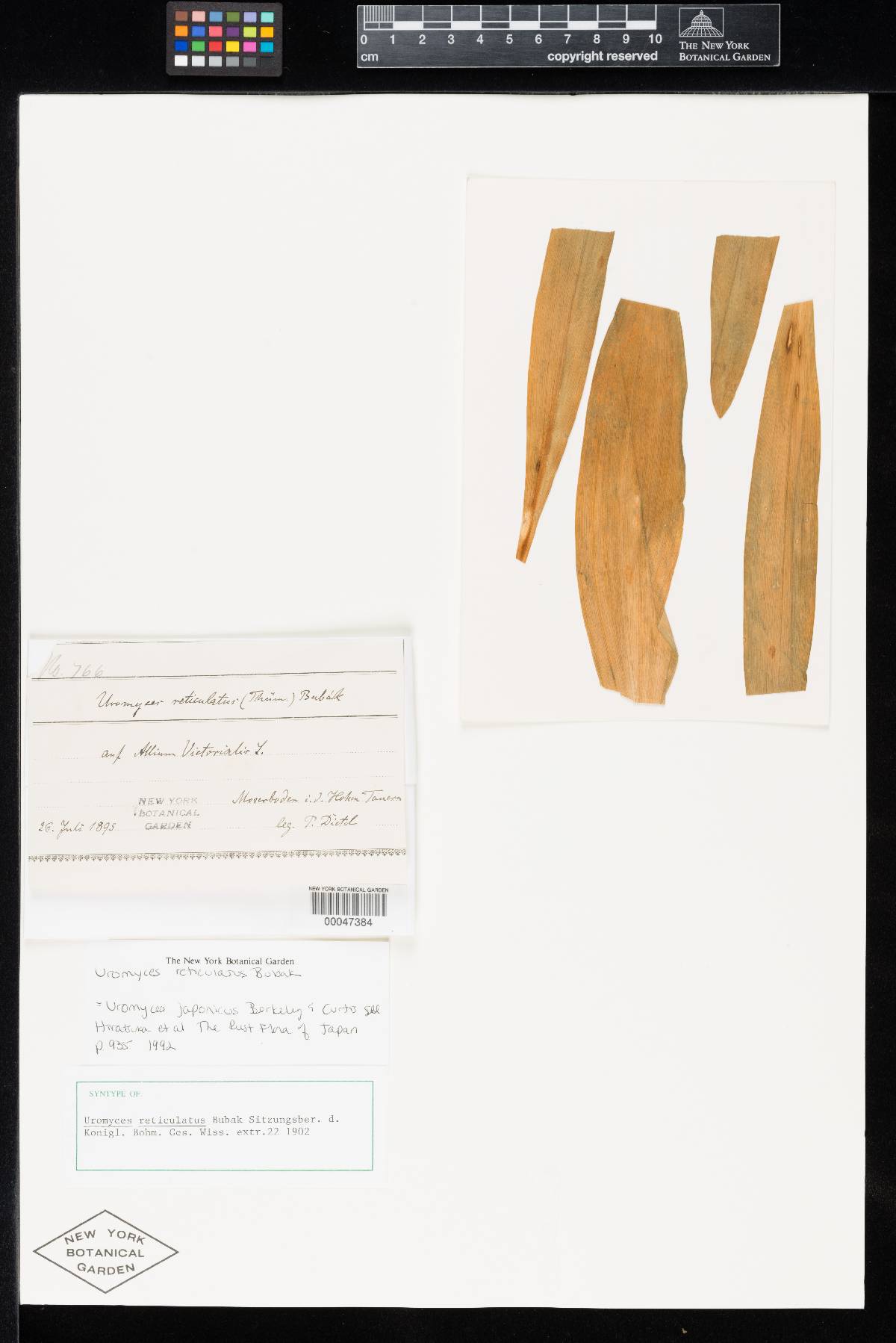Uromyces reticulatus image