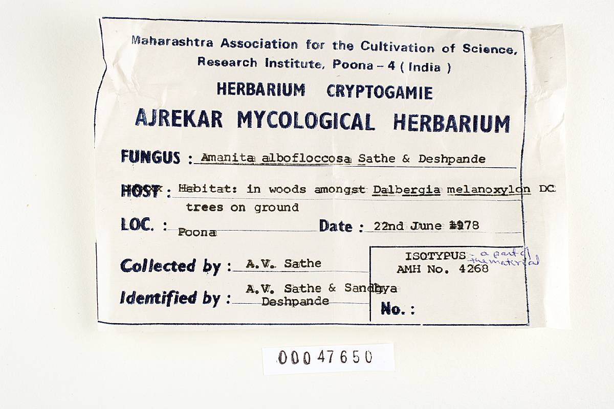 Amanita albofloccosa image