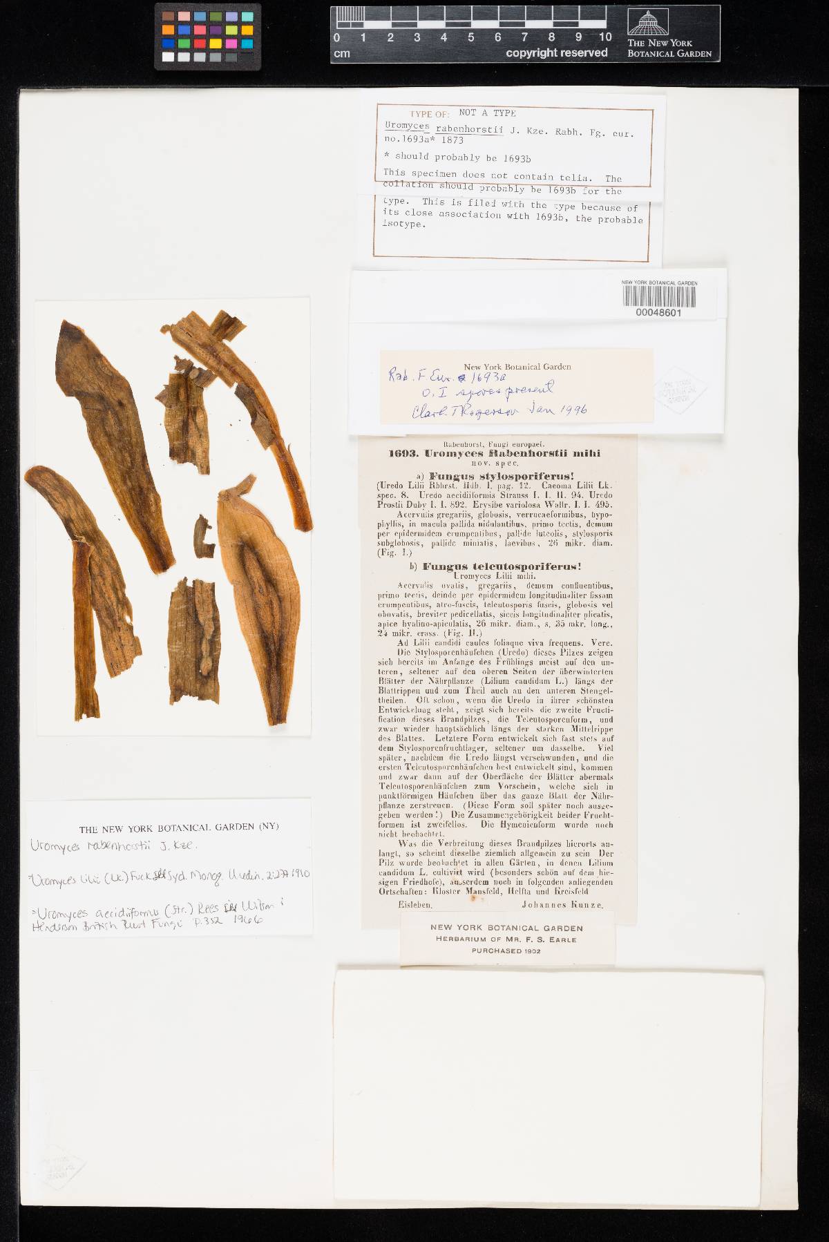 Uromyces rabenhorstii image