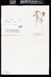 Uromyces salicorniae image