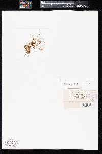 Uromyces unitus image
