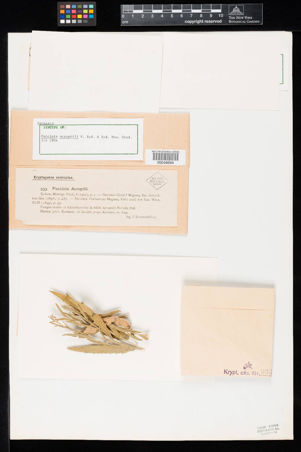 Puccinia acroptili image