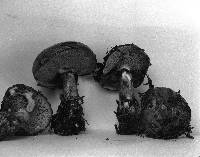 Suillus glandulosus image