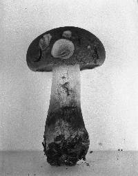 Suillus spectabilis image