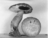 Gyroporus cyanescens image