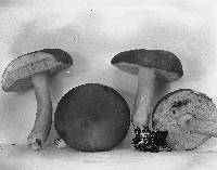 Gyroporus castaneus image