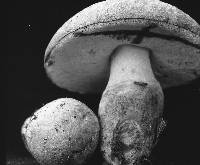 Gyroporus cyanescens image