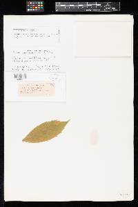Puccinia asteris var. purpurascens image