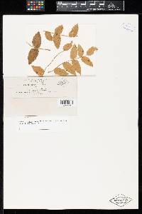 Puccinia berberidis-trifoliae image