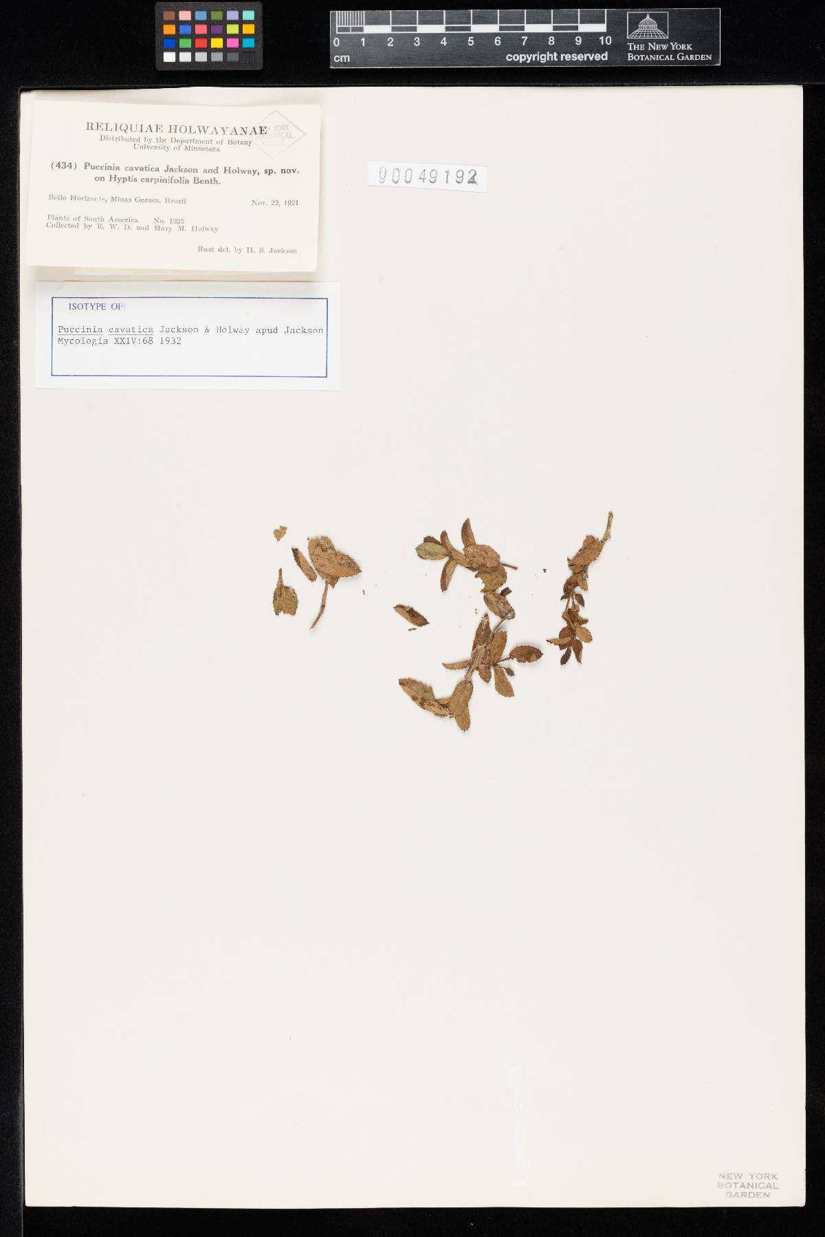 Puccinia cavatica image