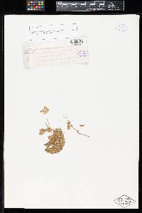 Puccinia cephalandrae-indicae image