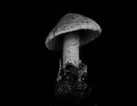 Amanita volvata image