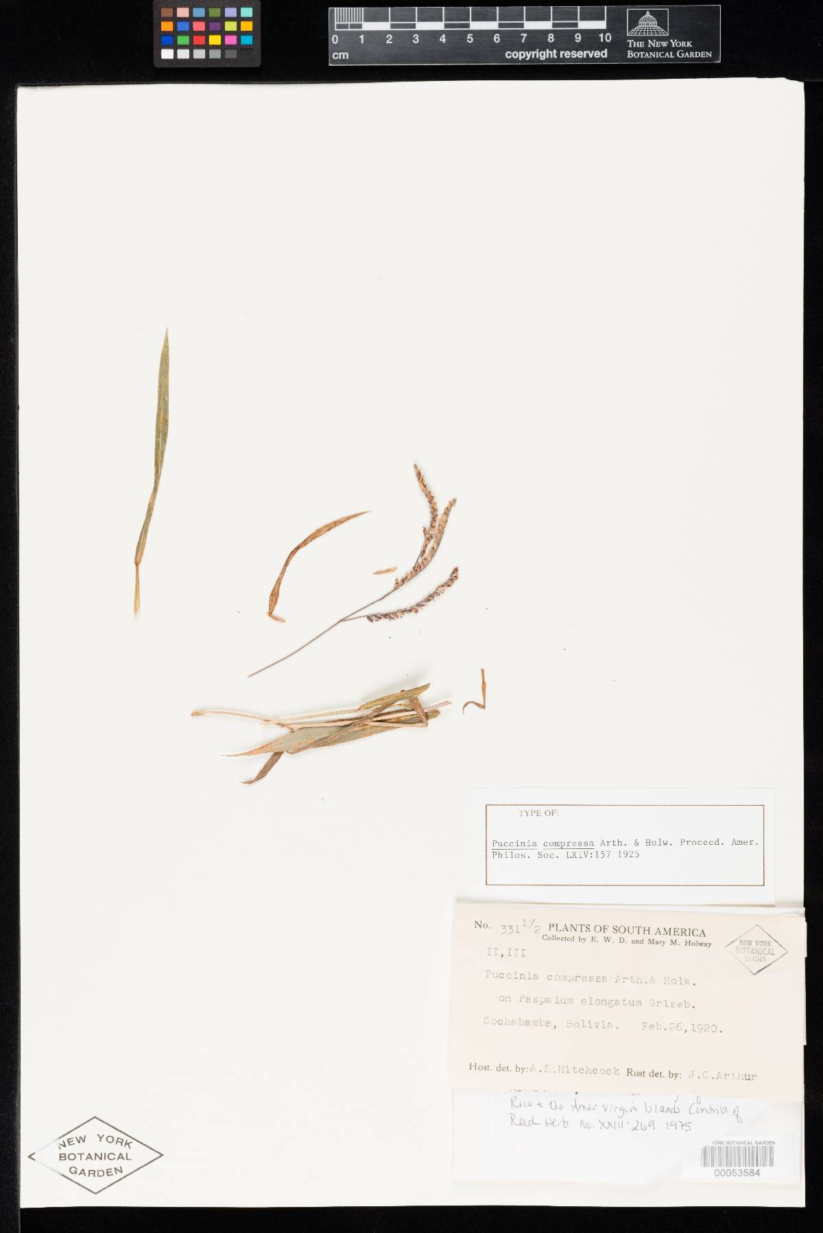 Puccinia compressa image