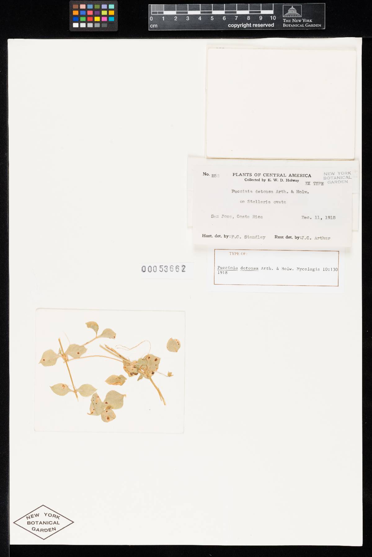 Puccinia detonsa image