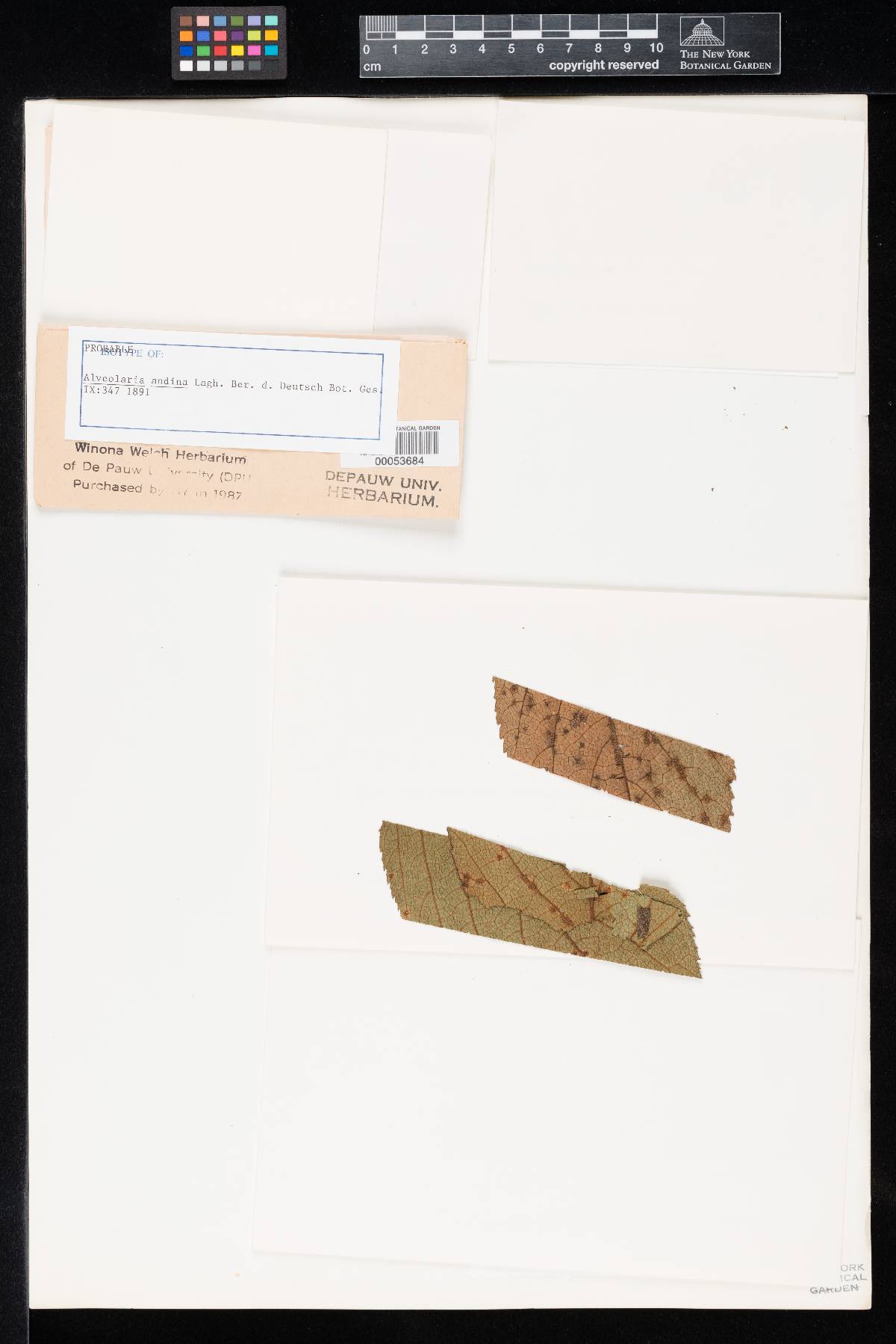 Alveolaria andina image
