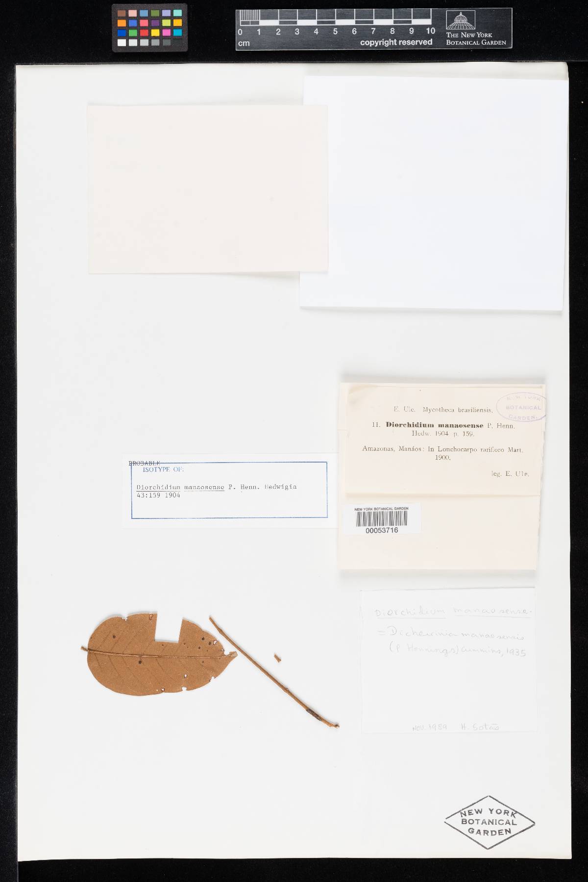 Dicheirinia manaosensis image