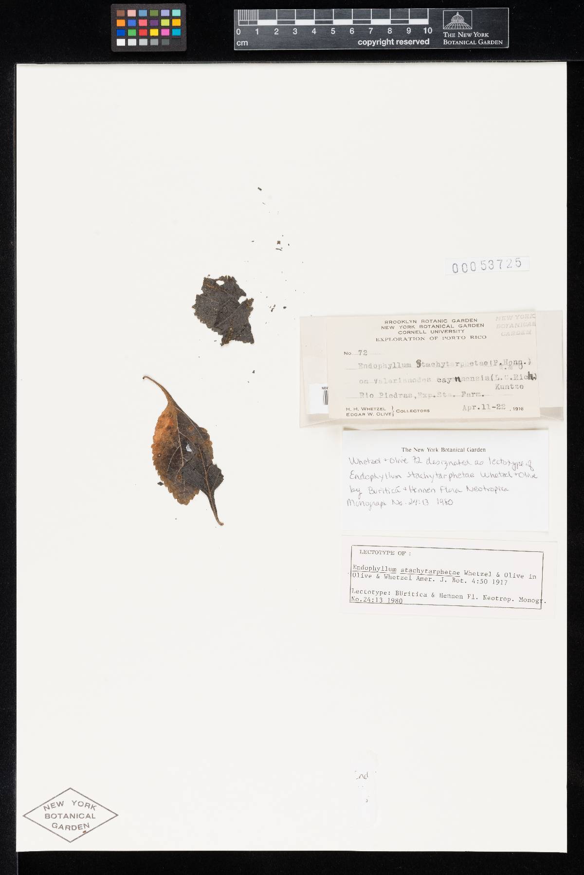 Endophyllum stachytarphetae image