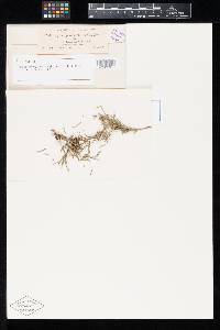 Gymnosporangium bethelii image