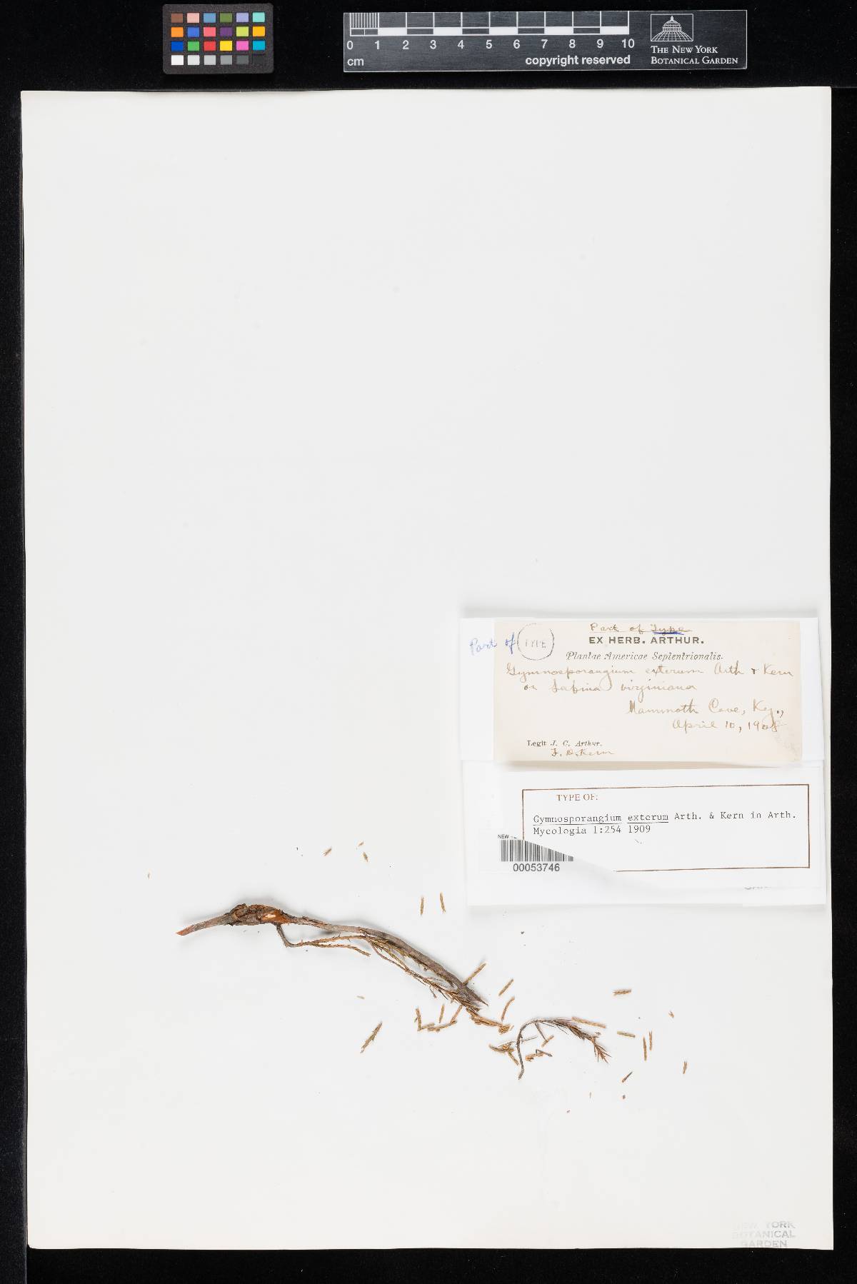 Gymnosporangium exterum image