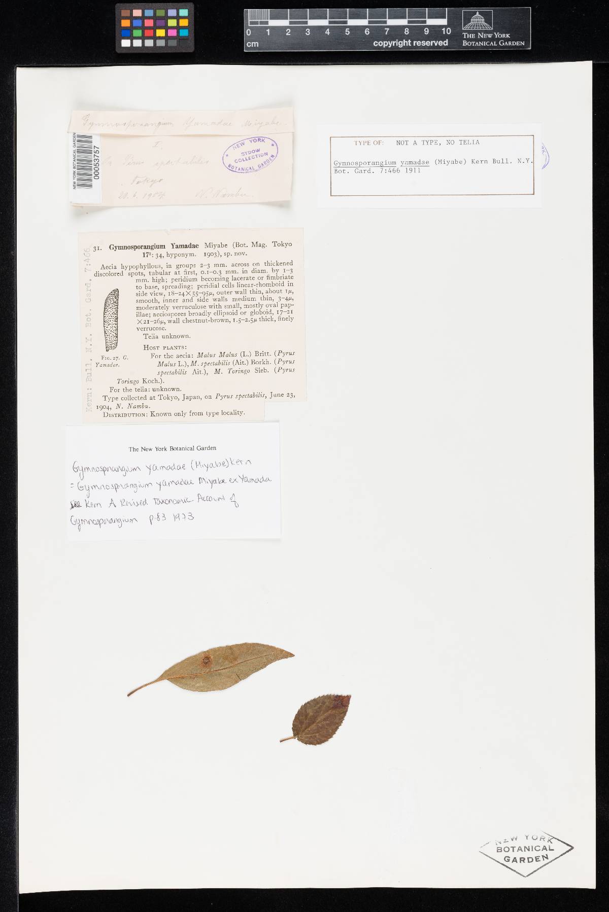 Gymnosporangium yamadae image